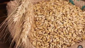 سعر طن الأرز الشعير يتراجع في الأسواق الأحد 14 ديسمبر 2025 ويؤثر على تكلفة الإنتاج الزراعي